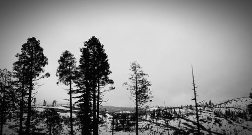 Trees in forest against clear sky during winter