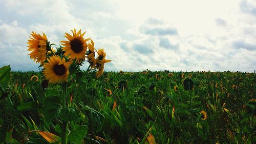 Close-up of bee on sunflower field against sky