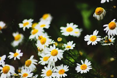 High angle view of daisies blooming outdoors