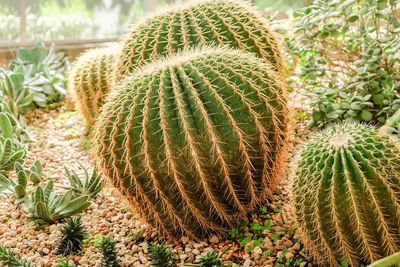 Close-up of succulent plant on field