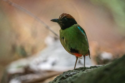 Close-up of bird perching on plant