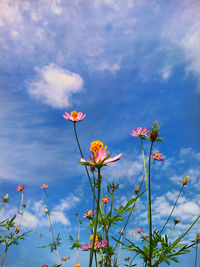 Close-up of pink flowering plants against cloudy sky