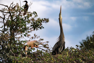 View of a bird on a tree