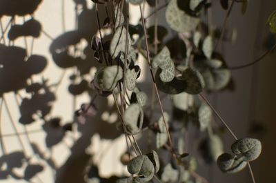 Close-up of flowering plant against blurred background