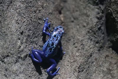 High angle view of blue frog. 