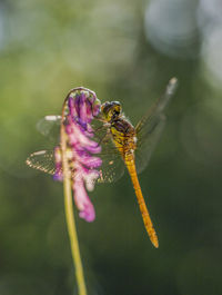 Close-up of insect on purple flower