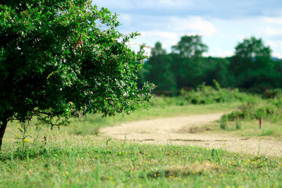 Trees on field against sky