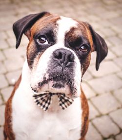 Close-up portrait of dog