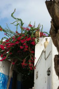 Low angle view of flowers against sky