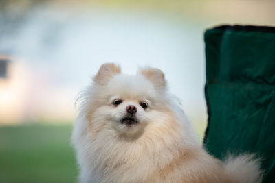 Close-up of a dog