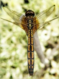 Close-up of dragonfly