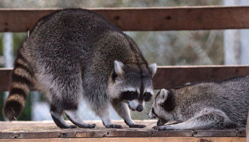 Playing raccoon praccoonpair on a porch in southern florida