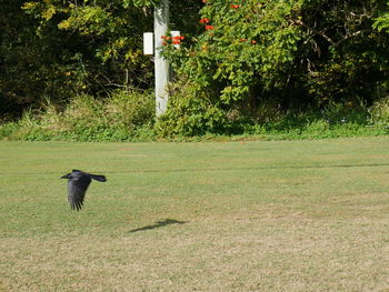 Bird flying over a field