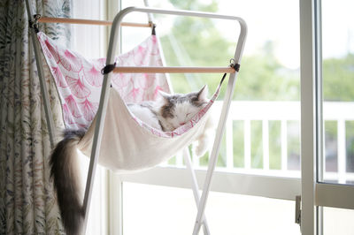 Cat sleeping on hammock beside window at home