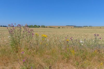 Scenic view of flowering field against clear blue sky