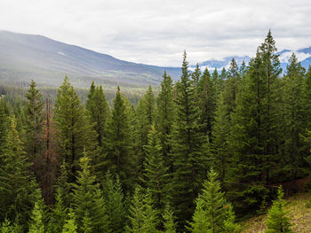 Pine trees in forest in jasper national park, alberta, canada