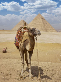 Camel on desert