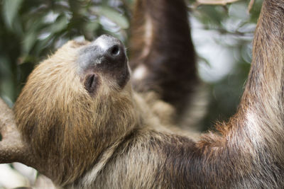 Close-up of sloth