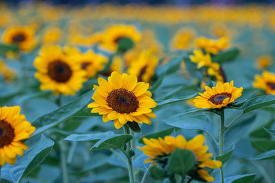 Close-up of yellow flowering plants