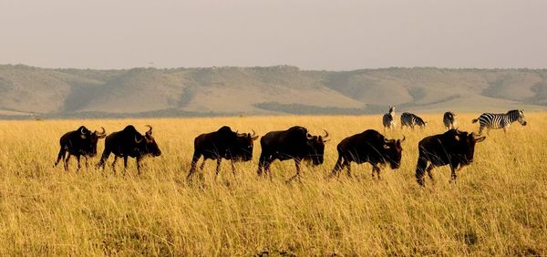 Six wildebeest walking in line in grassland with zebras in background 