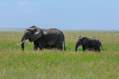 An african elephant in the grasslands