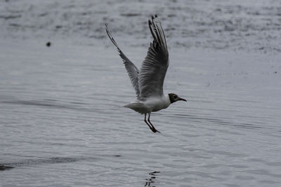 Bird flying over water