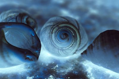 Close-up of turtle in sea