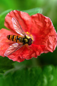 Close-up of insect on red flower