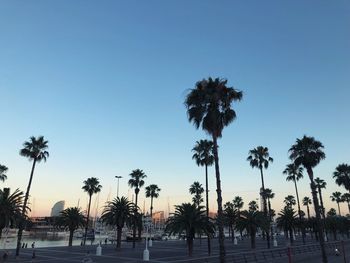 Palm trees by swimming pool against sky