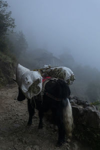 Horse standing in fog