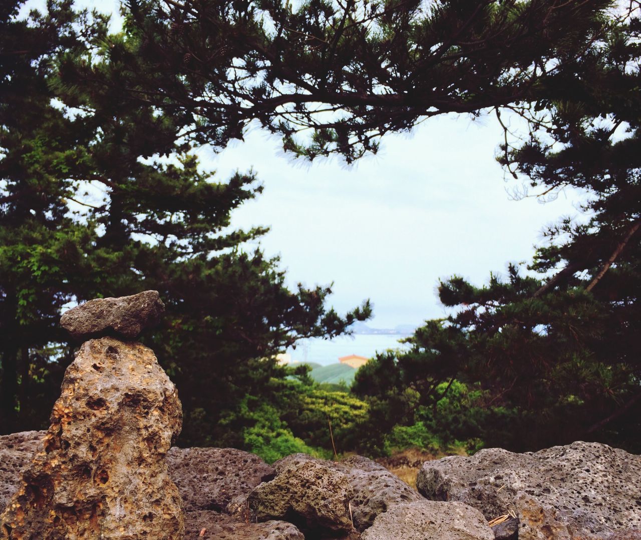 tree, growth, tranquility, nature, low angle view, beauty in nature, branch, tranquil scene, green color, sky, scenics, rock - object, day, forest, sunlight, no people, outdoors, non-urban scene, clear sky, tree trunk