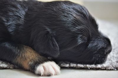 Close-up of a dog sleeping