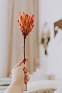 Close-up of hand holding red rose