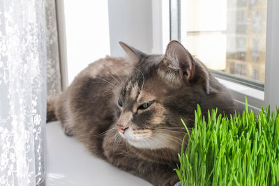 Domestic gray striped cat sits on the window next to the green juicy grass.