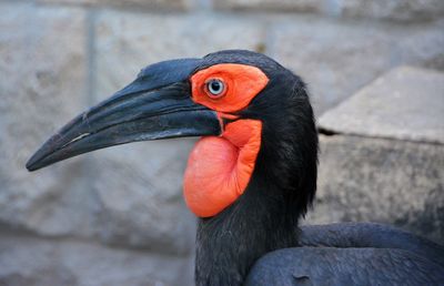 Close-up of bird perching outdoors