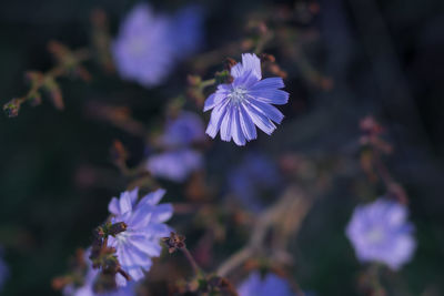 Close-up of purple flowering plant