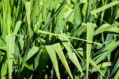 Full frame shot of green corn leaves