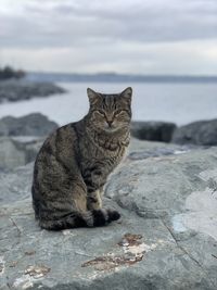 Portrait of cat sitting outdoors