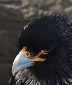 Close-up of owl