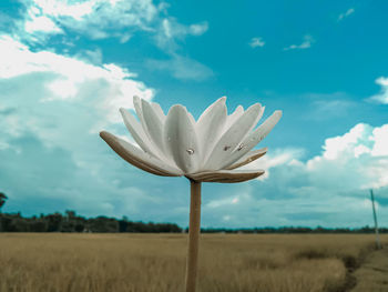 Close-up of white flower on field against sky