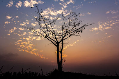 Silhouette bare tree on field against sky at sunset