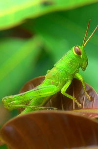 Close-up of insect on leaf