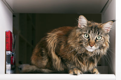 Close-up portrait of cat