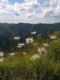 Close-up of white flowers in field