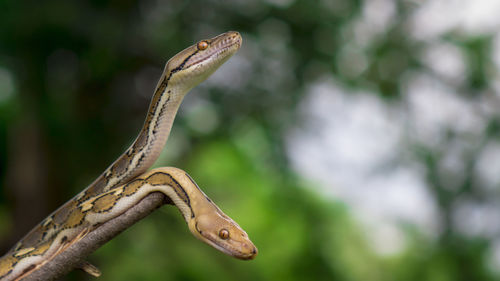 Two snakes
