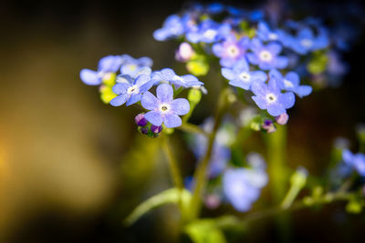 Close-up of purple flowering plant