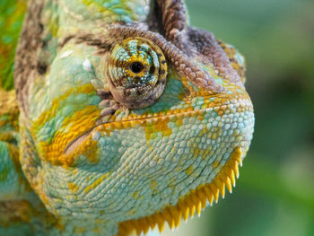 Close-up of chameleon