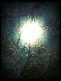 Low angle view of trees against sky