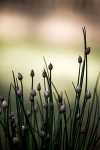 Close-up of flowers against blurred background