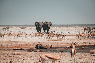 A group of lions preventing other animals from drinking in etosha national park in namibia